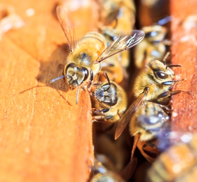 Beekeeping bees